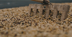 BEAN TO CUP