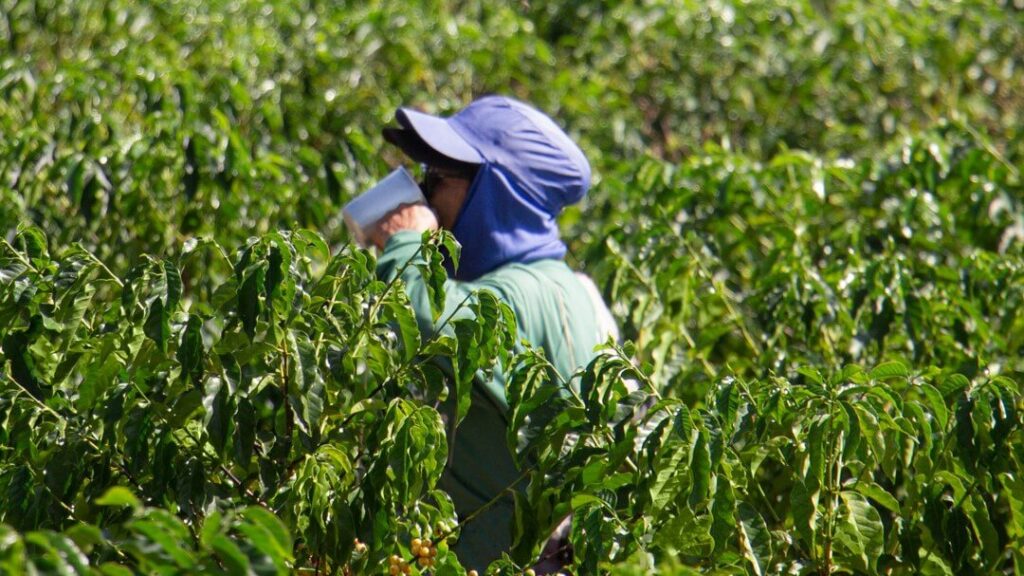 Coffee-Island-Single-Estate-Brazil-Alta-Mogiana_2