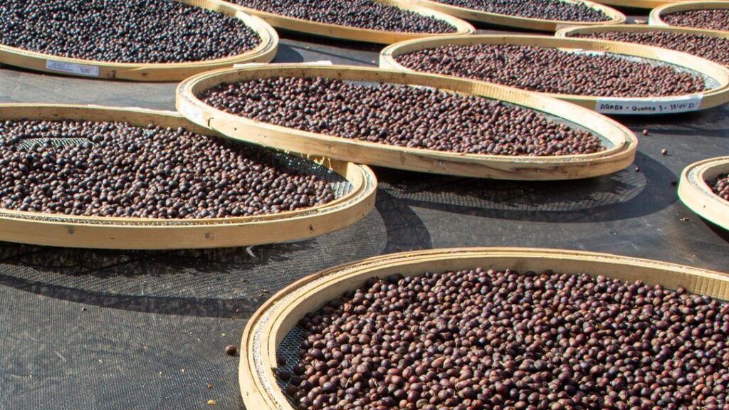 Macchiato Single Estate